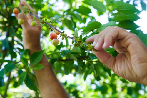 Het plukken van appels
