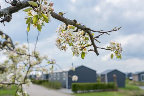 Chalet met prachtige perenbloesem